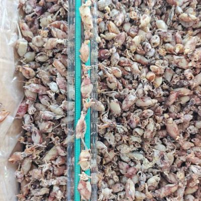 Sotong Cumi S