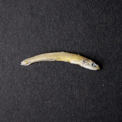 buntiao